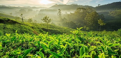 Service Provider of 12 Nights 13 Days Tea & Wildlife Trails Tour in New Delhi, Delhi, India.