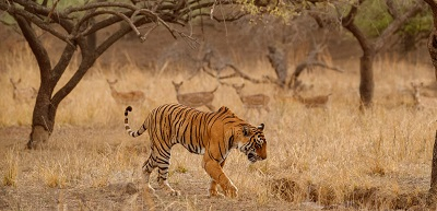Service Provider of Golden Triangle With Ranthambore Tour in New Delhi, Delhi, India.
